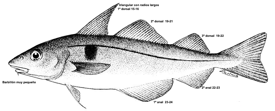 Melanogrammus aeglefinus_001bis